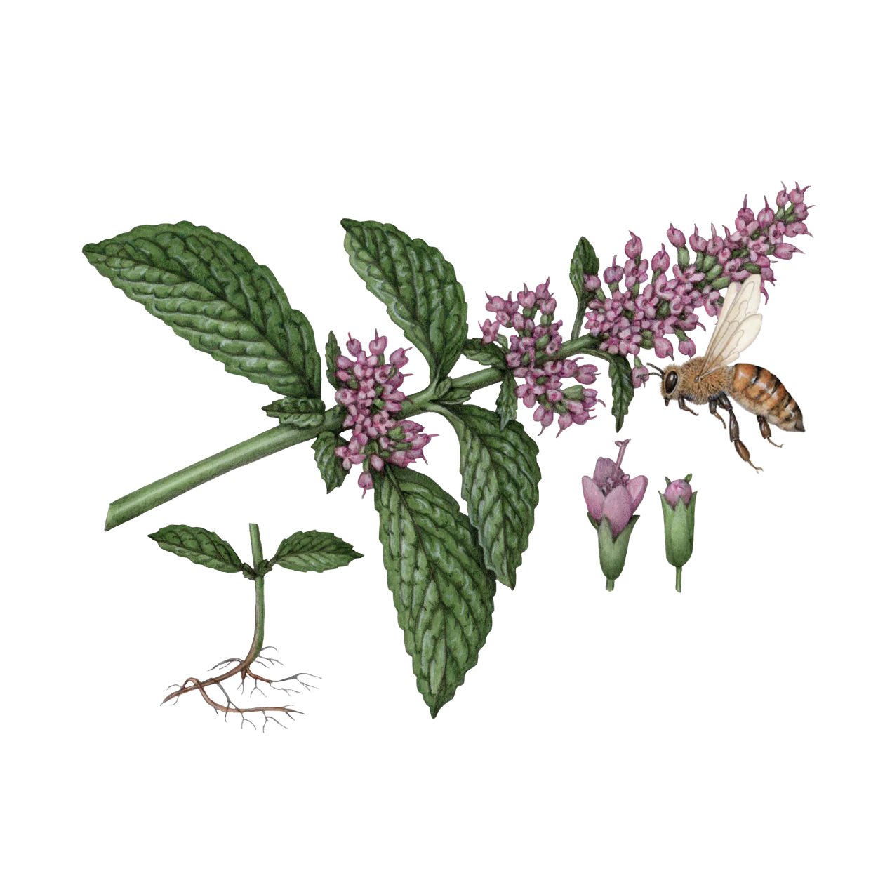 Natural Hand and Body Lotion