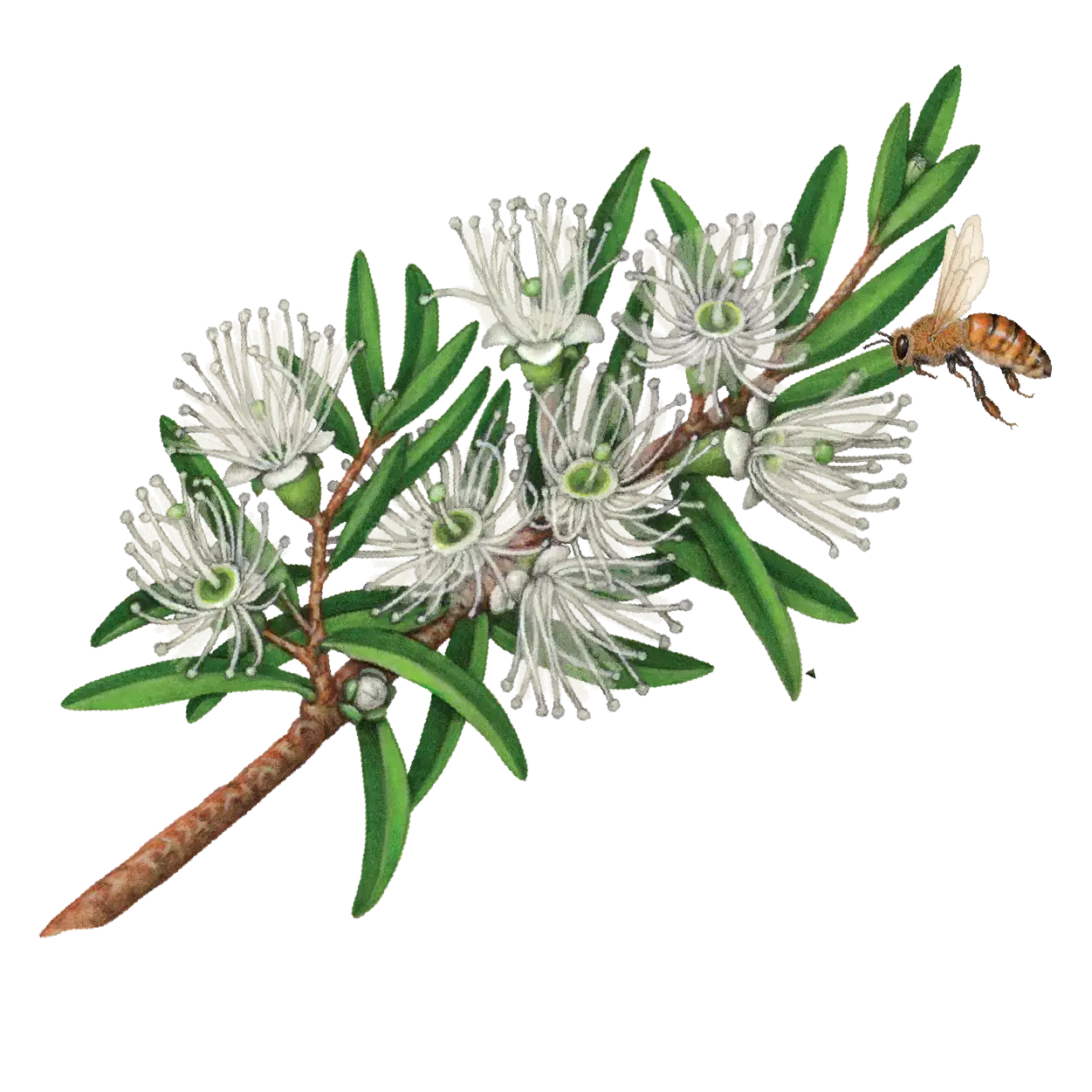 Natural Hand and Body Lotion